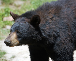 Black Bear
