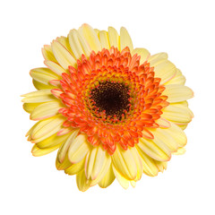 Gerber Flower Isolated