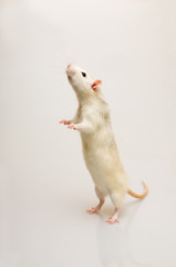 White rat