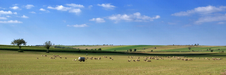 Obraz premium plaines d'été