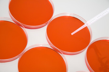 Petri dishes and pipette