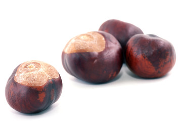 chestnut