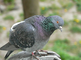 Pigeon