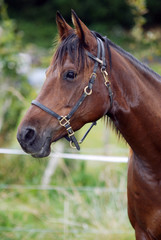 Obraz premium portrait d'un cheval