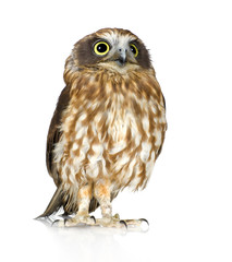 New Zealand owl