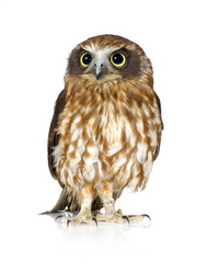 New Zealand owl