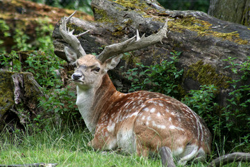 Mesopotamischer Damhirsch © Antje Lindert-Rottke