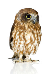 New Zealand owl