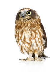 New Zealand owl