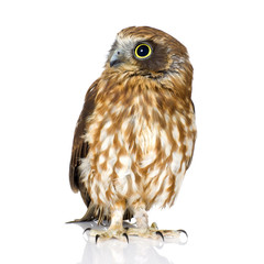 New Zealand owl