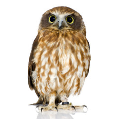 Fototapeta premium New Zealand owl