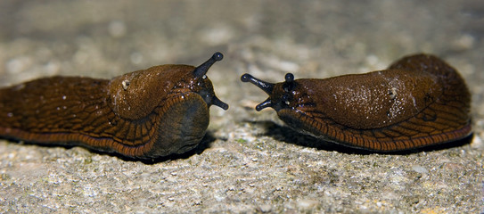 two snail