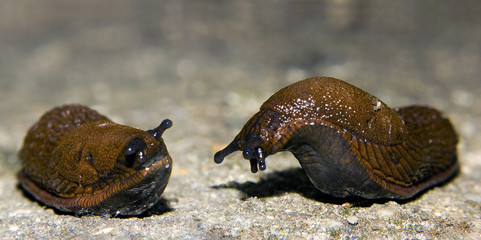 snail