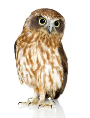 Papier Peint photo Lavable Hibou New Zealand owl