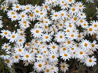 carpet of daisies