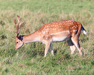 Fallow Deer Grazing