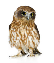 Obraz premium New Zealand owl