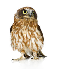 Naklejka premium New Zealand owl