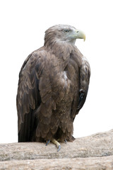Fototapeta premium Eagle on a log