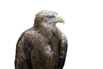 Obraz premium Eagle