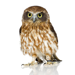 New Zealand owl © Eric Isselée