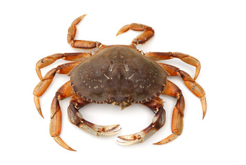 isolated crab on white background