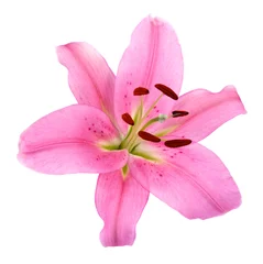 Photo sur Plexiglas Nénuphars Fleur de lys rose