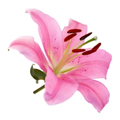 Photo sur Plexiglas Nénuphars Fleur de lys rose