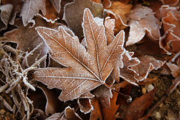 background of leafs with white frost