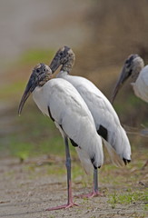 wood stork