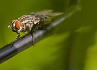 Fly