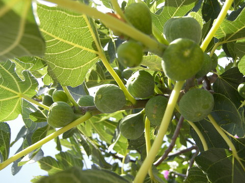 fig tree