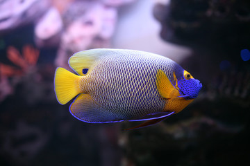 Regal Spotted Angelfish