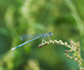 Dragonfly