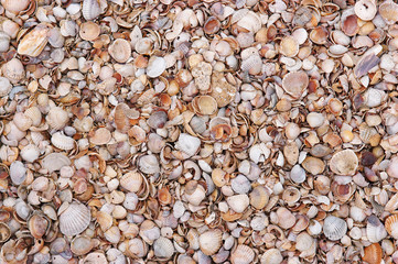 seashells background
