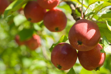 Ripe red apples on a tree
