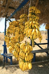 Banana clusters for sale