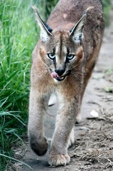 Caracal or Lynx Wild Cat
