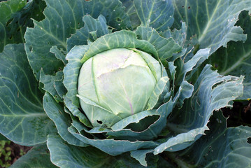 cabbage