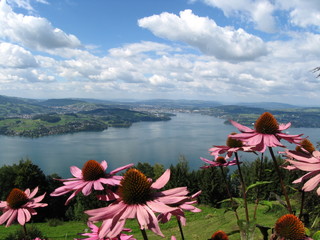 flowers on lake lucerne