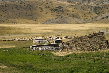 sheep on the mountain