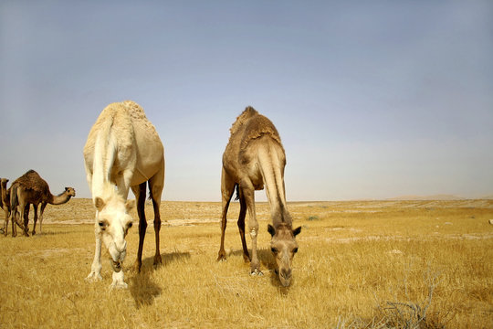  camel in sede boker desert, israel