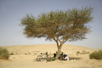 cyclists under tree,  in sede boker desert, israel