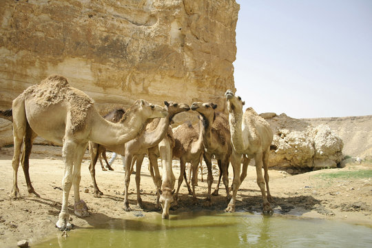 camels drinking in sede boker desert, israel