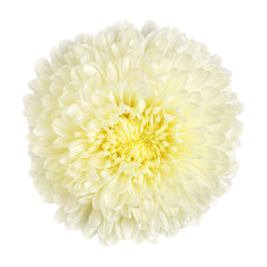 white chrysanthemum, isolated