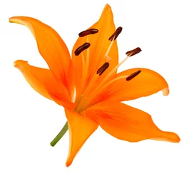 Crédence de cuisine en verre imprimé Nénuphars Fleur de lys orange