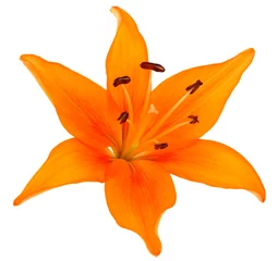 Crédence de cuisine en verre imprimé Nénuphars Fleur de lys orange