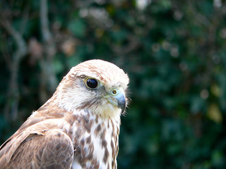 Sakerfalke im Profil