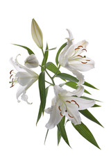 Lily