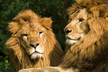 twin lions sunbathing